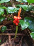 genus Arum