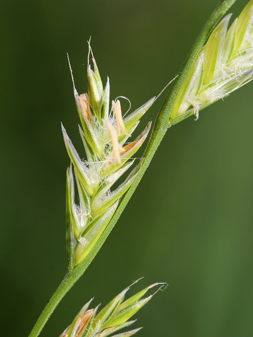 Image of Lolium multiflorum specimen.