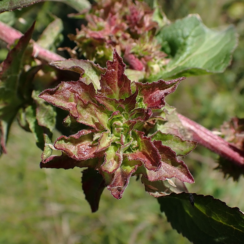 Image of Campanula cephalotes specimen.