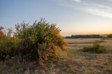 Ribes aureum. Растение в осенней окраске. Оренбургская обл., Переволоцкий р-н, Родничнодольский сельсовет, окр. с. Родничный Дол, степь. 6 сентября 2023 г.