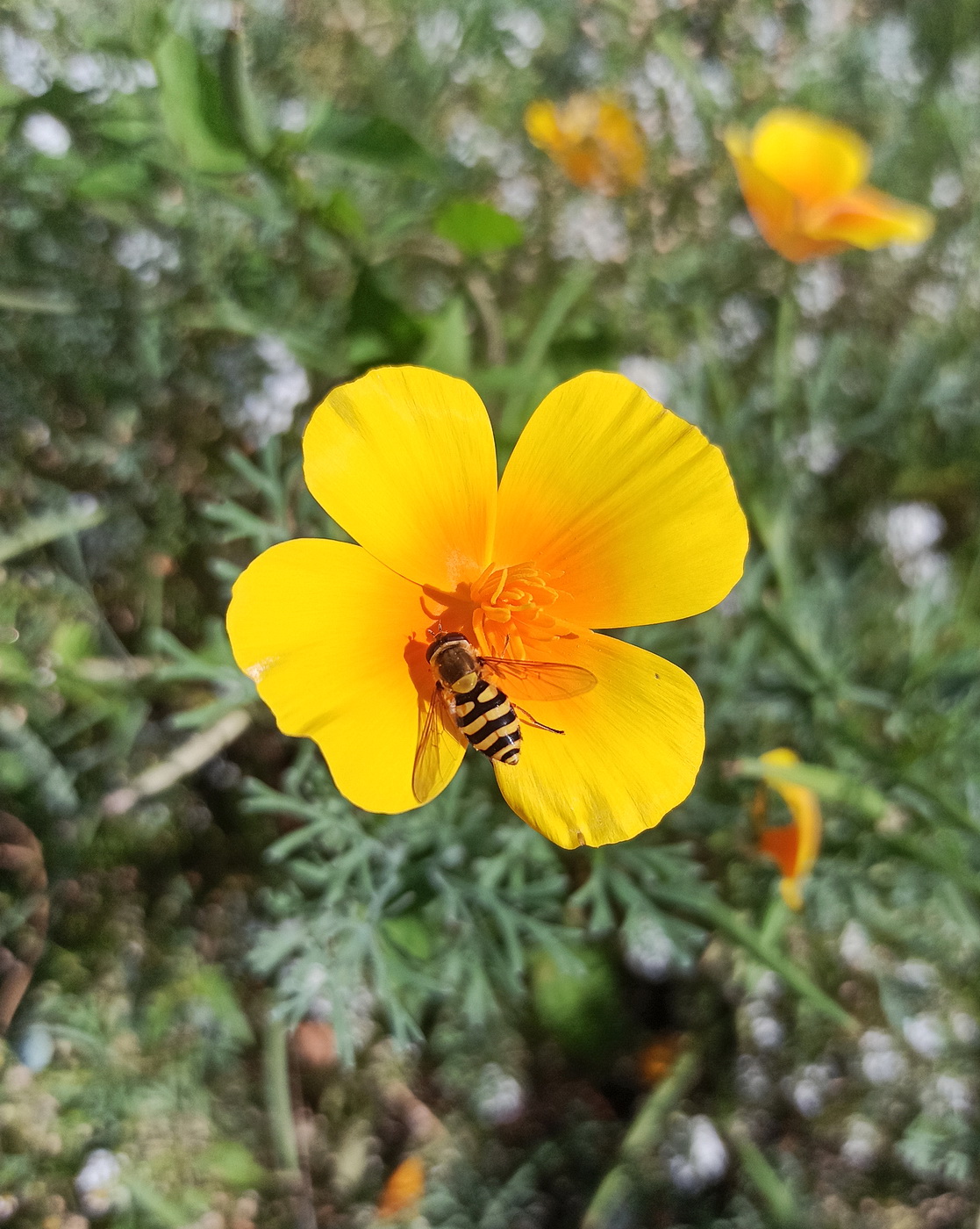 Image of Eschscholzia californica specimen.