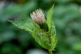 Cirsium oleraceum. Верхушка побега с соцветием. Вологодская обл., Вологодский р-н, окр. дер. Кирики-Улита, смешанный лес. 14.07.2024.