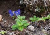 Veronica grandiflora. Цветущее и вегетирующие растения на микроосыпи. Камчатский край, Елизовский р-н, склон горы Летняя Поперечная, цирк Большая Чаша, кустарничковая тундра. 04.08.2024.