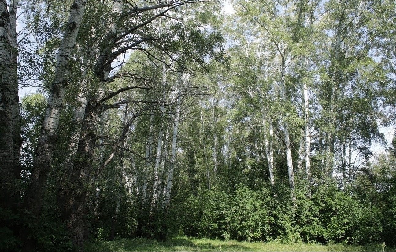 Image of Populus &times; canescens specimen.