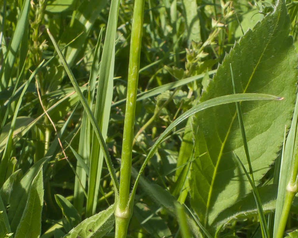 Image of Silene saxatilis specimen.