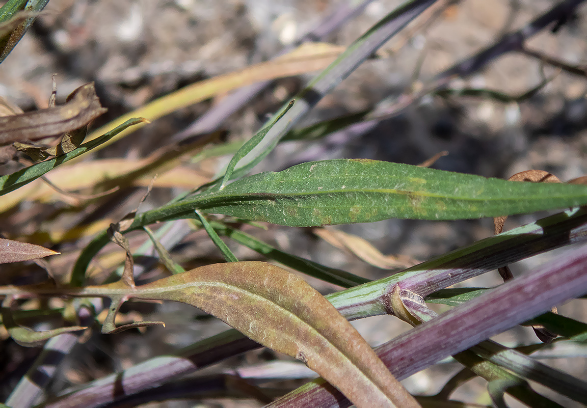 Image of Scorzonera laciniata specimen.