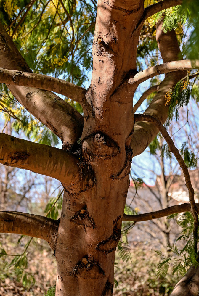 Изображение особи Acacia dealbata.