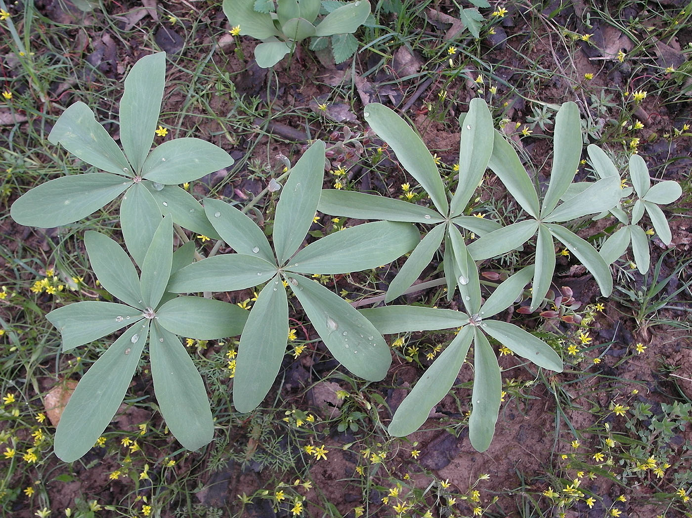 Image of Gymnospermium alberti specimen.