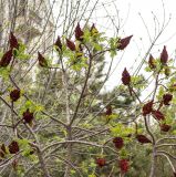 Rhus typhina