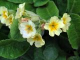 Смотреть изображение Primula × polyantha
