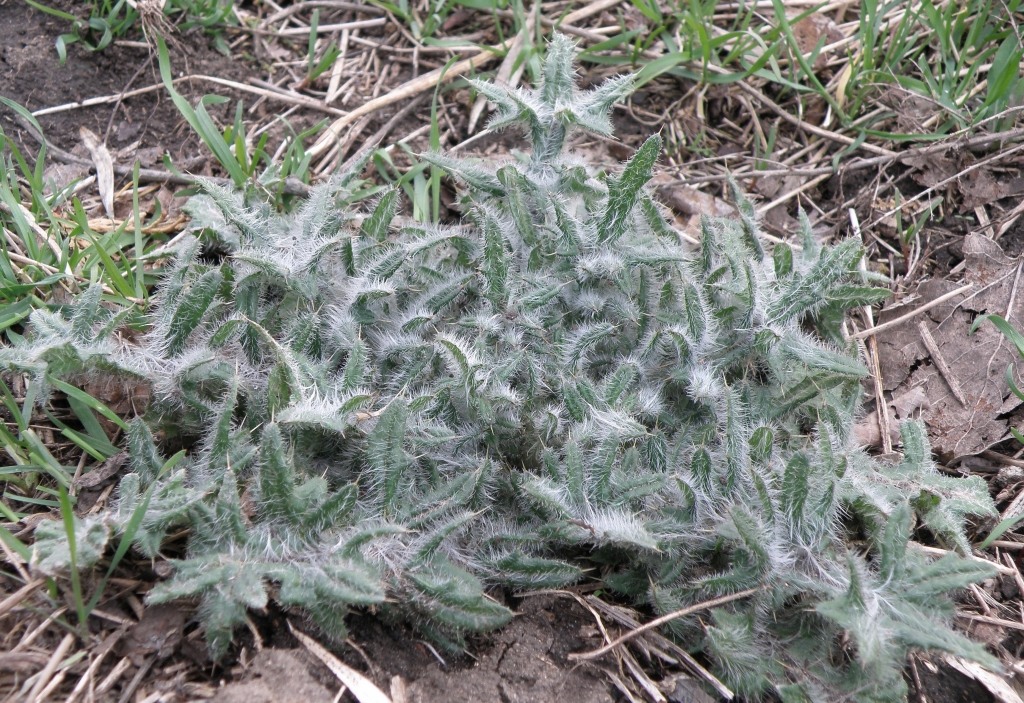 Изображение особи Cirsium vulgare.