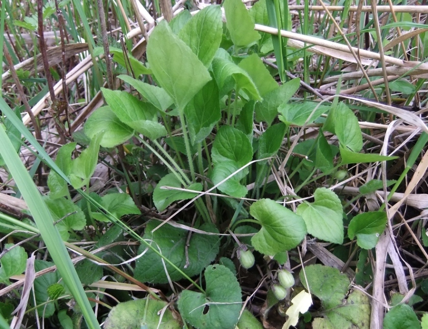 Image of Viola collina specimen.