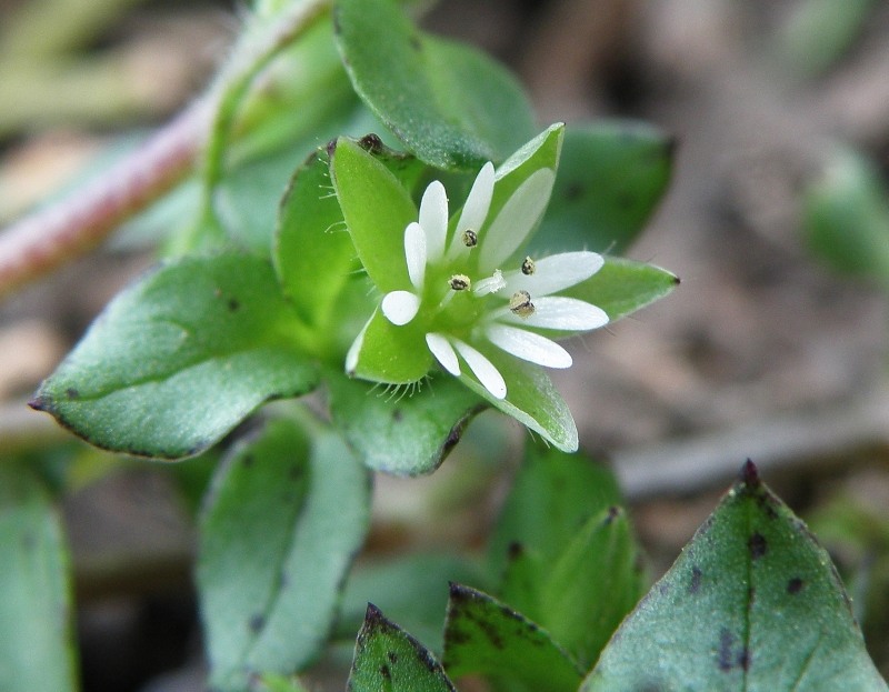 Image of Stellaria media specimen.