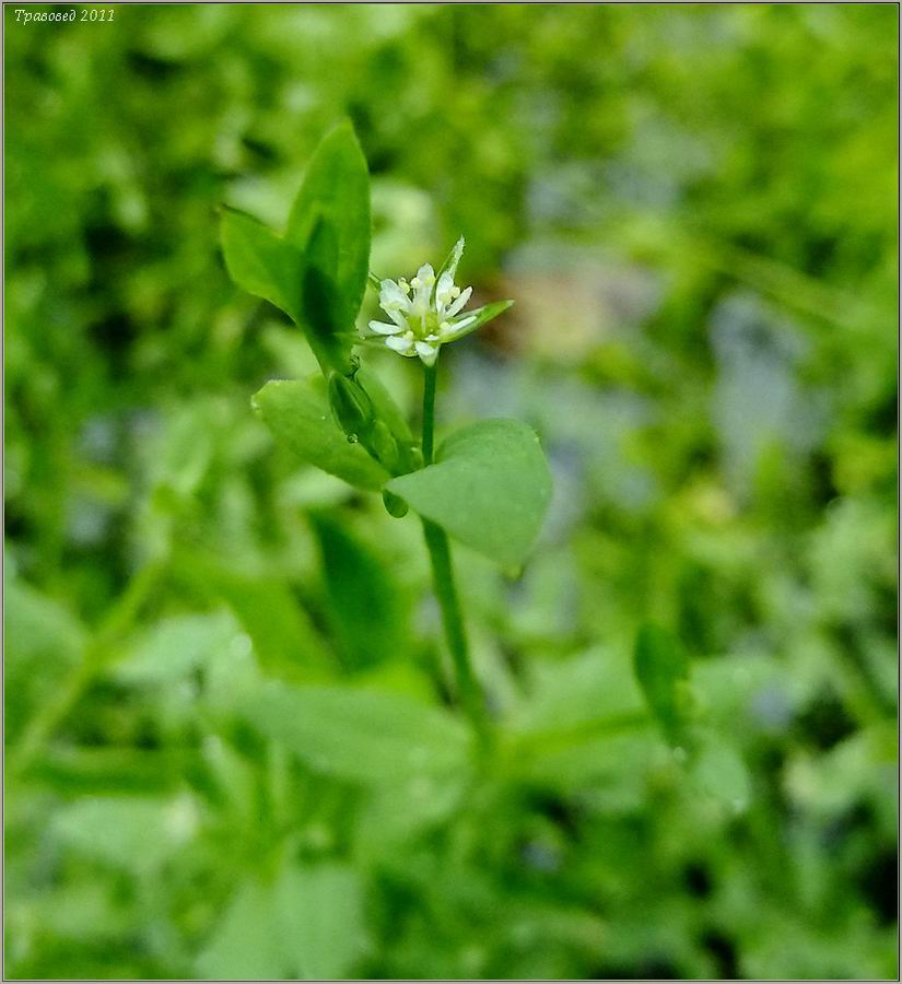 Image of Stellaria alsine specimen.