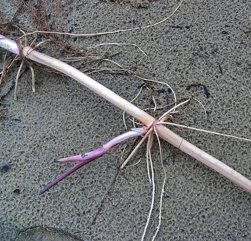 Image of Petasites spurius specimen.