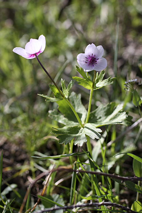 Image of Anemone tschernaewii specimen.