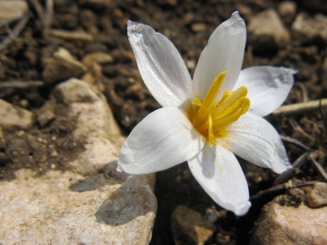 Изображение особи Crocus tauricus.