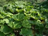 Petasites hybridus. Растение на берегу ручья. Краснодарский край, урочище Абрау-Дюрсо. 05.08.2005.