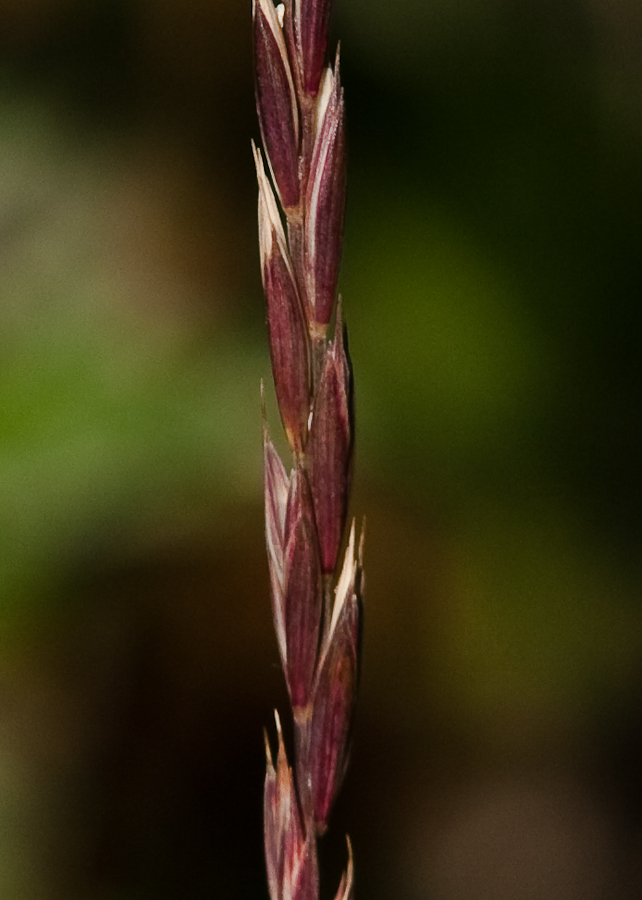 Изображение особи Elymus kamczadalorum.