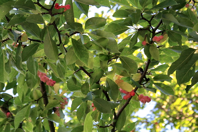 Image of genus Magnolia specimen.