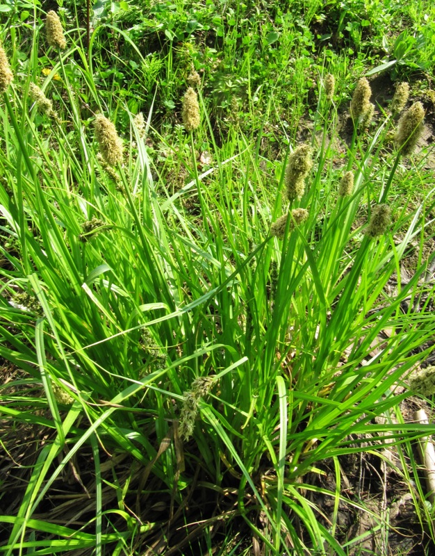 Image of Carex vulpina specimen.