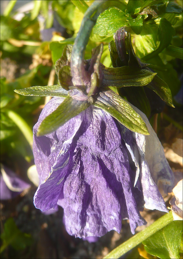 Image of Viola wittrockiana specimen.