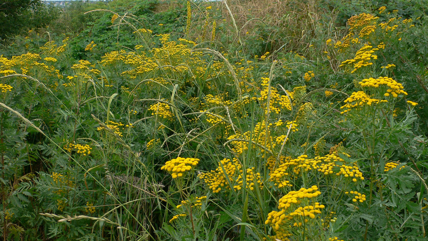 Изображение особи Tanacetum vulgare.