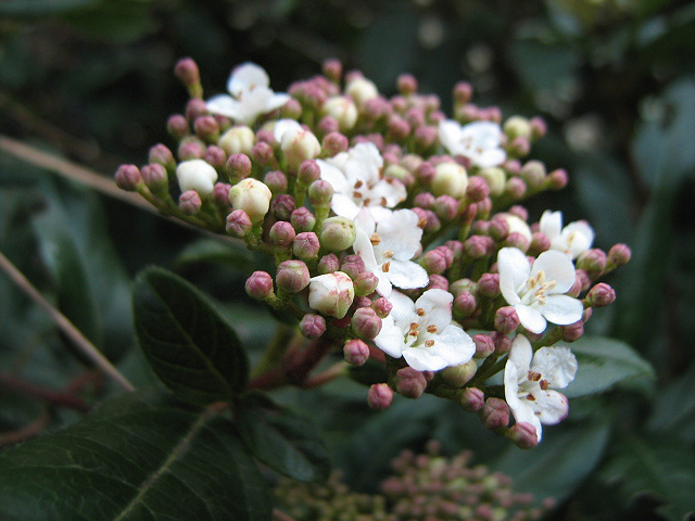 Изображение особи Viburnum tinus.