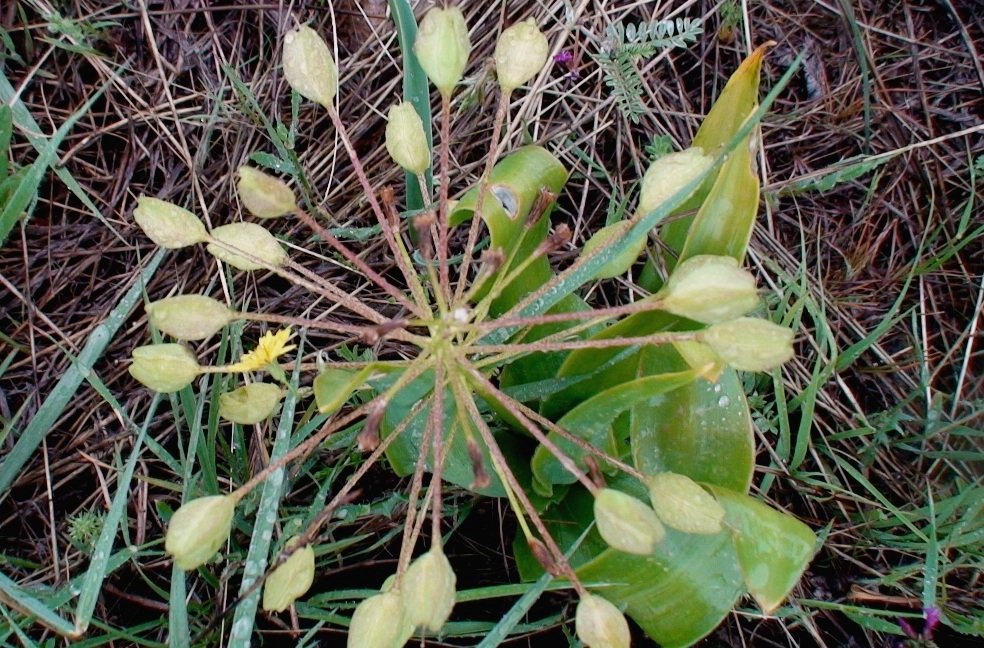 Image of Bellevalia montana specimen.