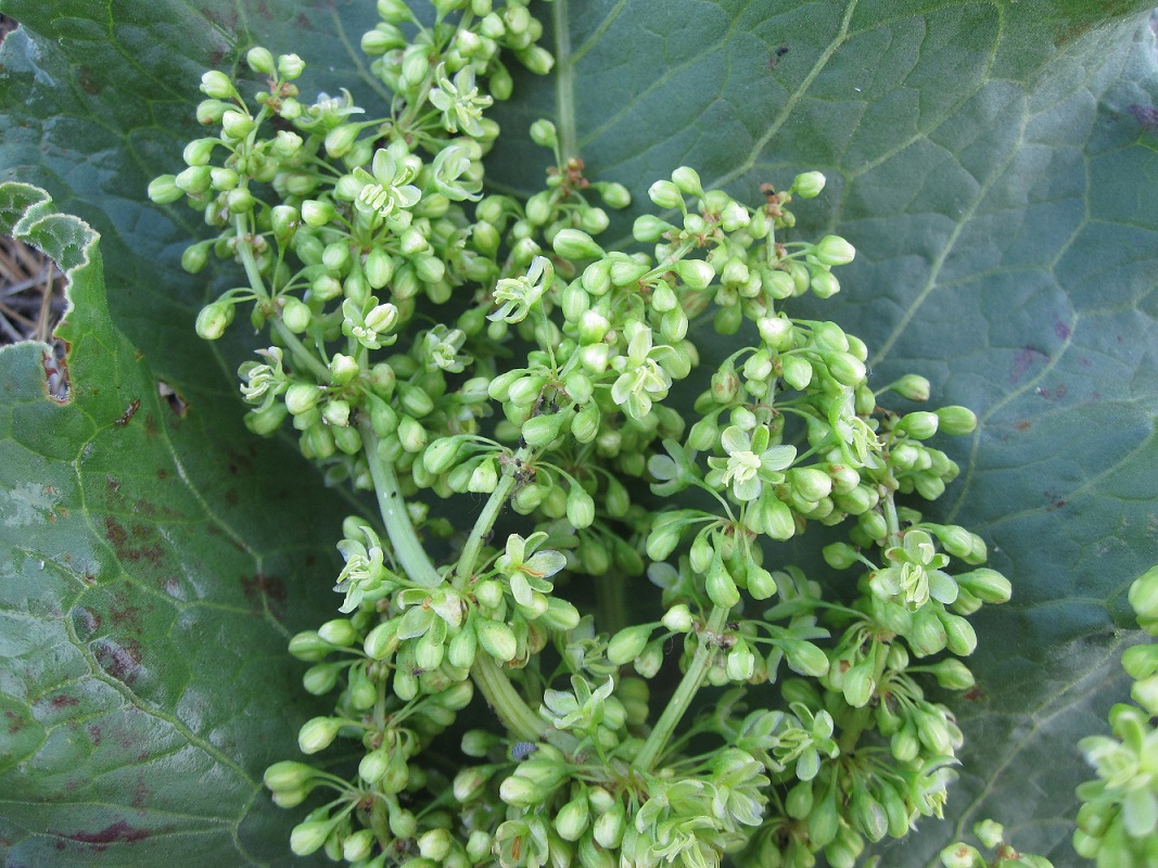 Image of Rumex confertus specimen.