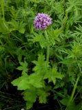 View full-size image Valeriana amurensis