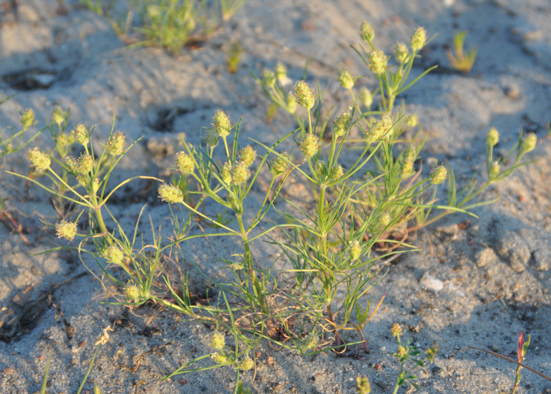 Image of Plantago arenaria specimen.