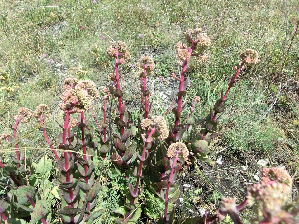 Image of Hylotelephium caucasicum specimen.