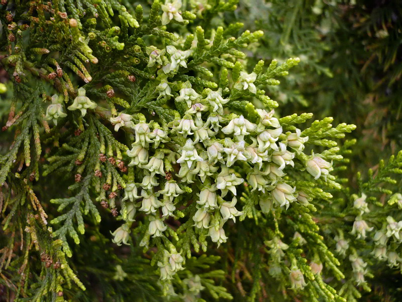 Изображение особи Platycladus orientalis.