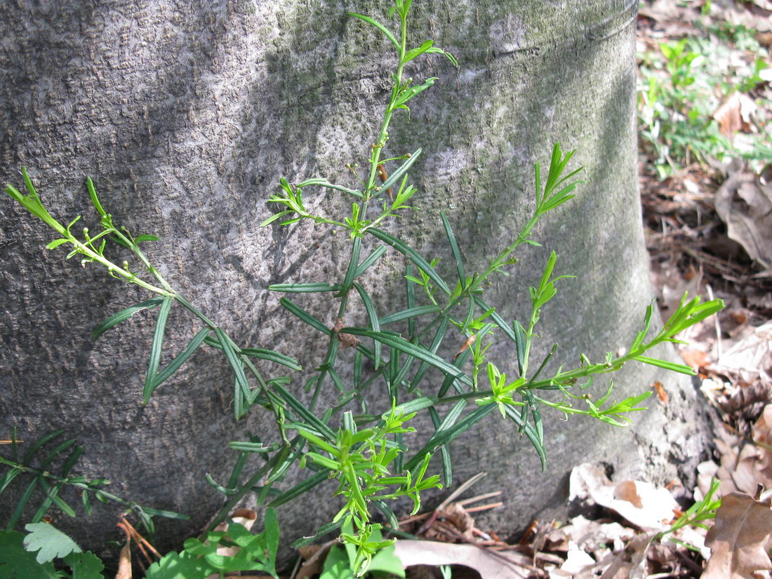 Изображение особи Euonymus nanus.