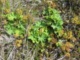 Alchemilla conglobata