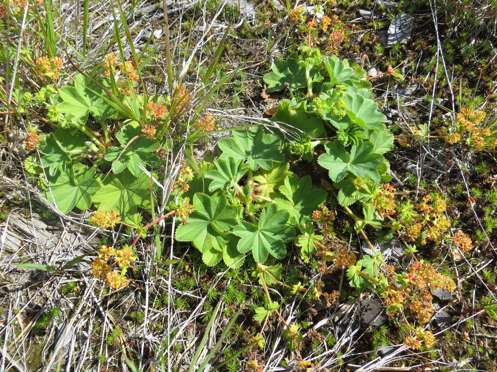 Изображение особи Alchemilla conglobata.