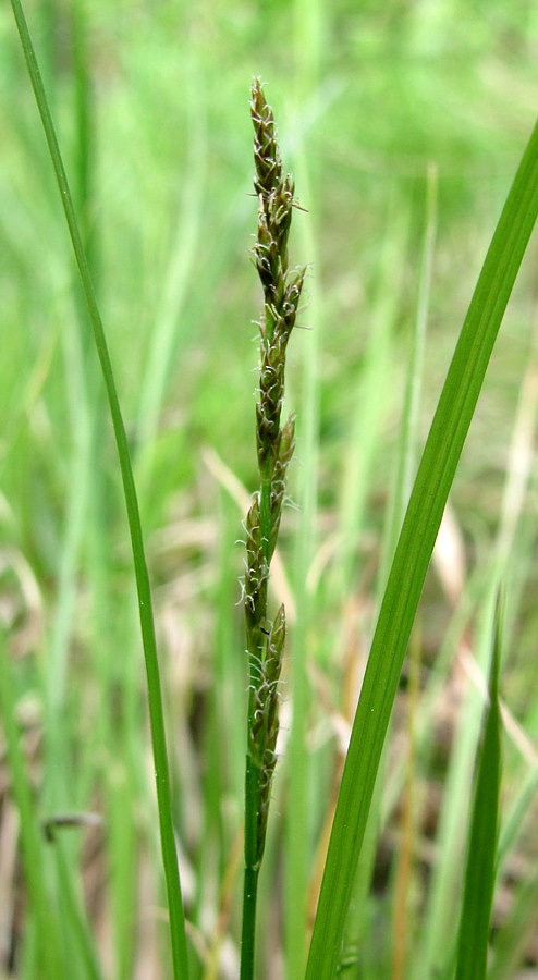 Image of Carex elongata specimen.