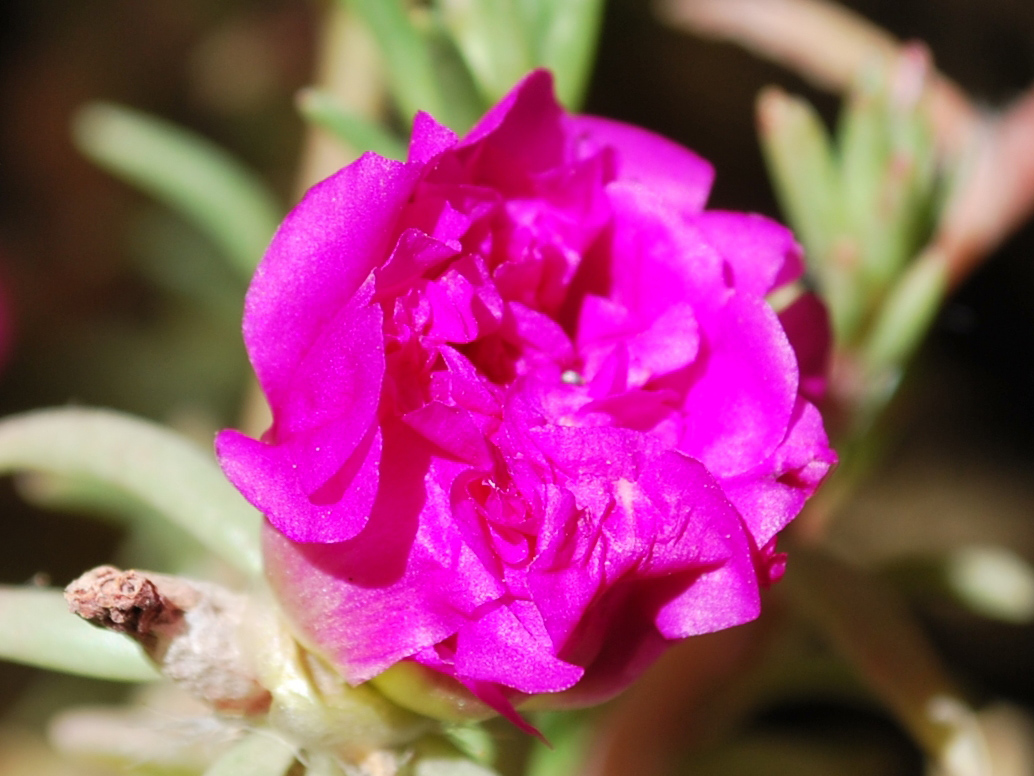 Image of Portulaca grandiflora specimen.