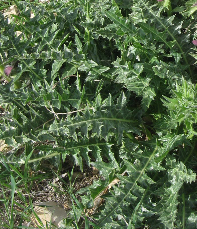 Изображение особи Acanthus syriacus.