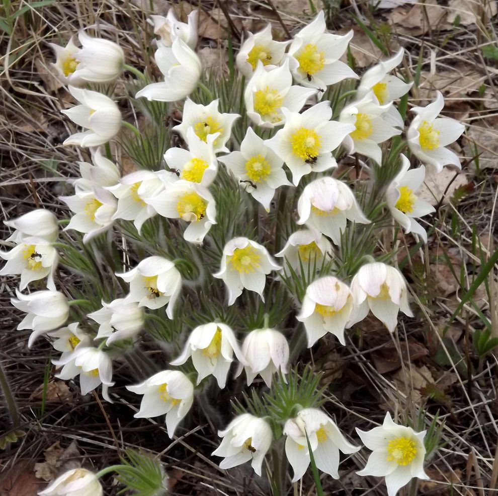 Image of Pulsatilla orientali-sibirica specimen.