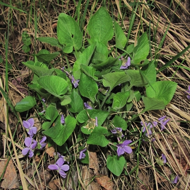 Image of Viola collina specimen.