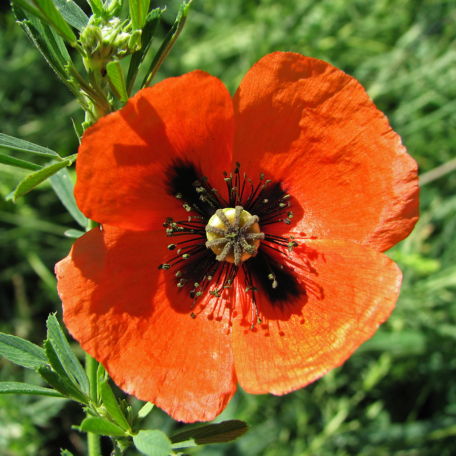 Image of Papaver stevenianum specimen.