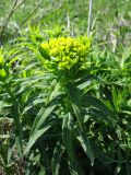 Смотреть изображение Euphorbia semivillosa