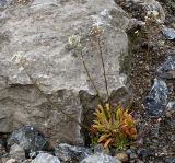 Saxifraga cotyledon. Цветущее растение на склоне южной экспозиции. Германия, г. Krefeld, Ботанический сад. 08.06.2013.