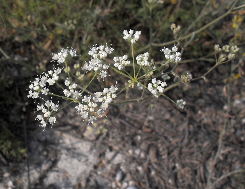 Image of Pimpinella tragium specimen.