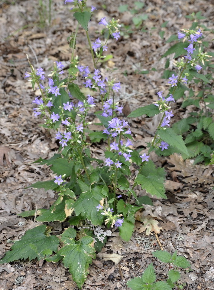 Image of Campanula trachelium specimen.