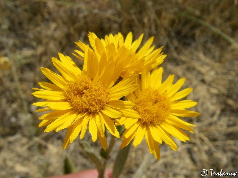 Image of Inula oculus-christi specimen.