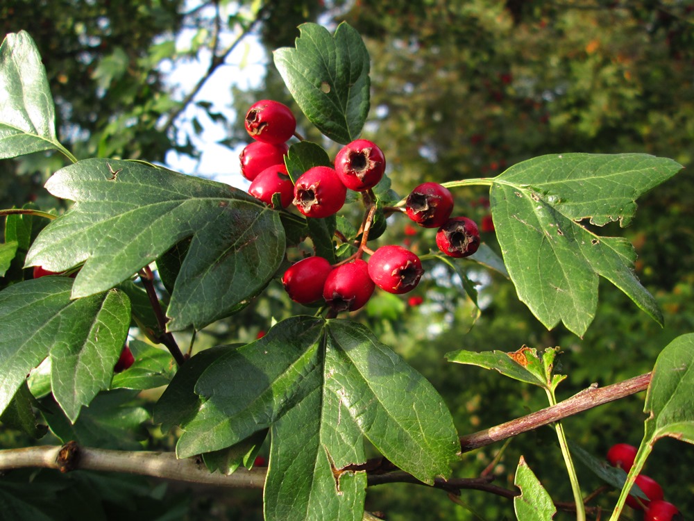 Image of genus Crataegus specimen.