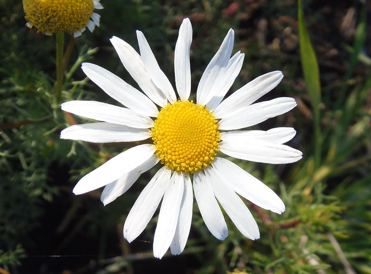 Image of Tripleurospermum inodorum specimen.